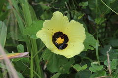 Hibiscus calyphyllus