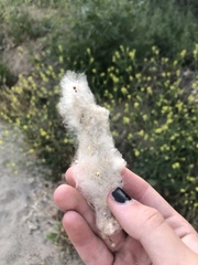 Populus fremontii