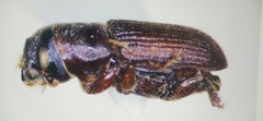 Dendroctonus mesoamericanus