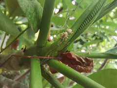 Phintelloides versicolor