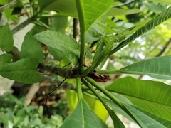 Phintelloides versicolor