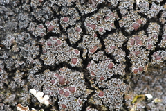 Fuscopannaria maritima