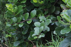 Maytenus procumbens