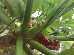 Phintelloides versicolor