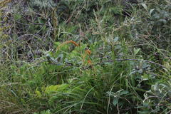 Setaria sphacelata sphacelata