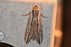Sphinx vanbuskirki