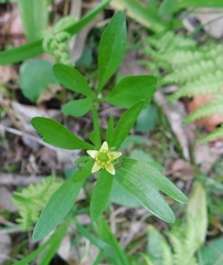 Ranunculus micranthus