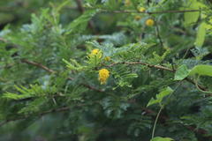 Vachellia natalitia