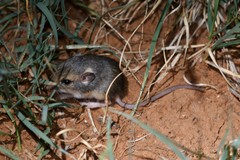 Perognathus
