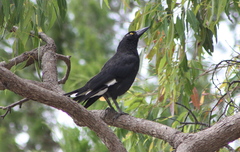 Strepera graculina graculina