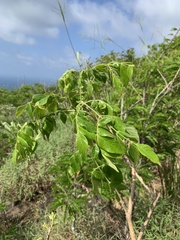Jacaranda jasminoides
