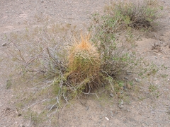 Trichocereus