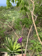 Jacaranda jasminoides