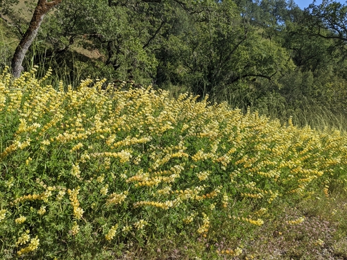 iNaturalist observation photo of chick lupine