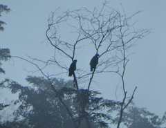 Buteogallus coronatus