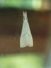 Haimbachia placidellus