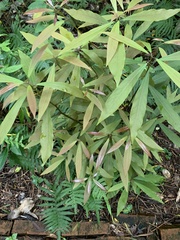 Machilus zuihoensis