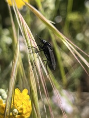 Thevenetimyia notata