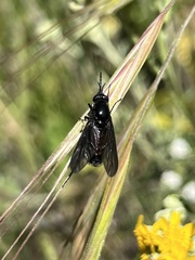 Thevenetimyia notata
