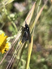 Thevenetimyia notata