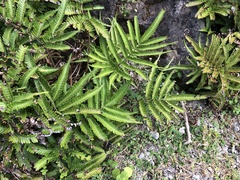 Pteris minor