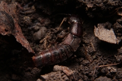 Platydracus cinnamopterus