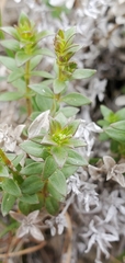 Galium serpenticum