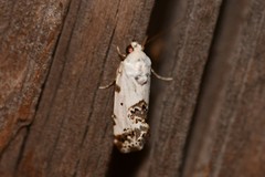 Tarache tetragona