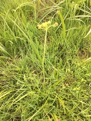 Lomatium bradshawii
