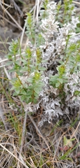 Galium serpenticum