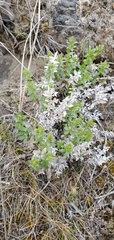 Galium serpenticum