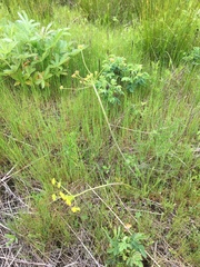 Lomatium bradshawii