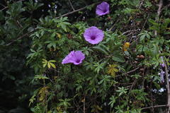 Ipomoea cairica cairica