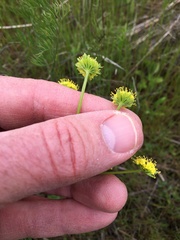 Lomatium bradshawii