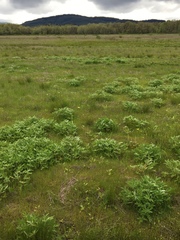 Lomatium bradshawii