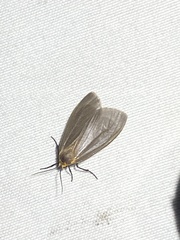 Pagara simplex