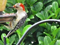 Melanerpes carolinus