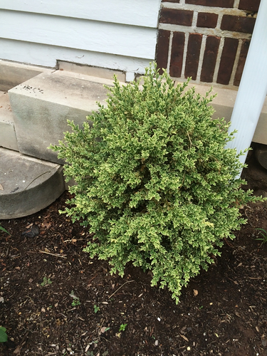 photo of Spindles (Euonymus)