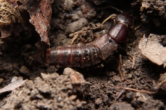 Platydracus cinnamopterus