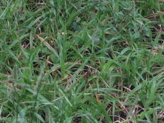 Dactyloctenium australe