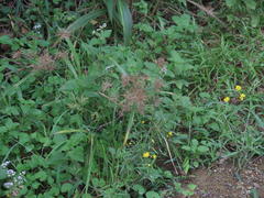 Cyperus distans