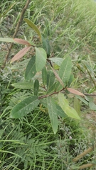 Terminalia arjuna