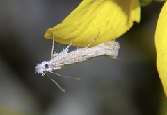 Isophrictis magnella