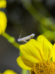 Isophrictis magnella