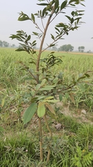 Terminalia arjuna