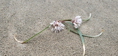 Allium robinsonii