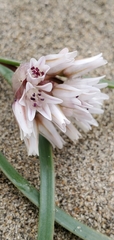 Allium robinsonii