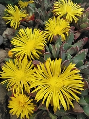Faucaria