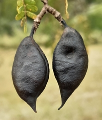 Libidibia paraguariensis