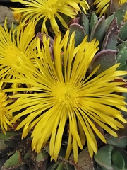 Faucaria